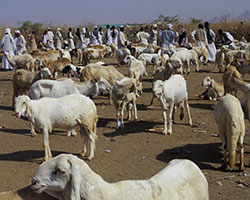 blog1511_1926_1goats.jpg