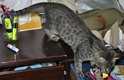 ビリーがタンスから別の場所に移動している様子