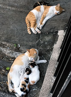 親猫2匹、子猫3匹が道端でのんびり寝ている　のどかな光景