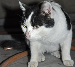 貫禄のあるするどい目つき 誰かを威嚇しているかのよう