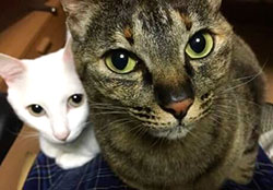 ふく はキジトラ模様 なるは白い猫 仲良く顔を揃えてこちらを見ている