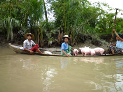 子豚を受取り、嬉しそうにボートで我が家へ向います 子豚を受取り、嬉しそうにボートで我が家へ向います