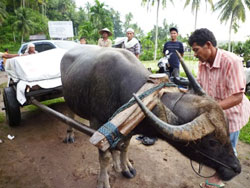牛が引くリアカー 牛が引くリアカー