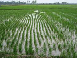 日本ではごく普通の田んぼの風景ですが… 日本ではごく普通の田んぼの風景ですが…