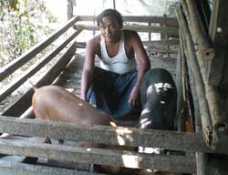 家畜銀行に豚を返すまで、がんばって育て上げます 家畜銀行に豚を返すまで、がんばって育て上げます