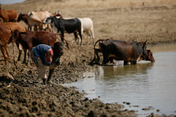 家畜とならんで池の水を飲む少年